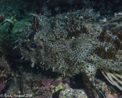 Scorpaena guttata