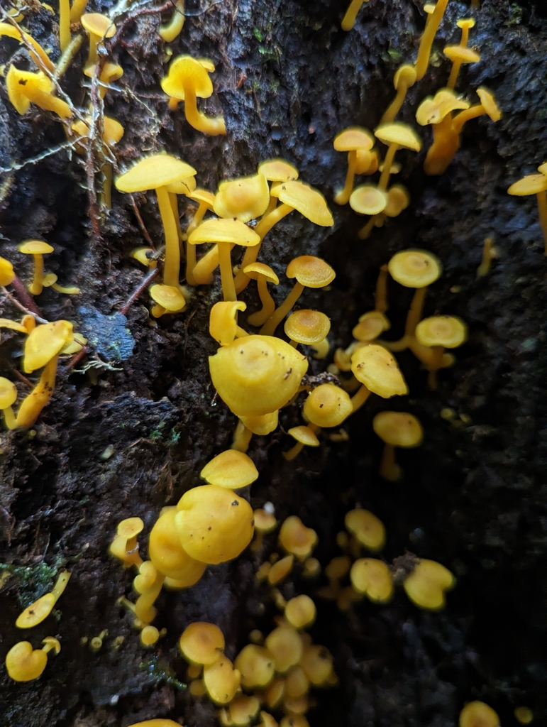 Marasmius rhyssophyllus · March 2023 · photo: © alan_rockefeller (iNaturalist, cc-by-sa)