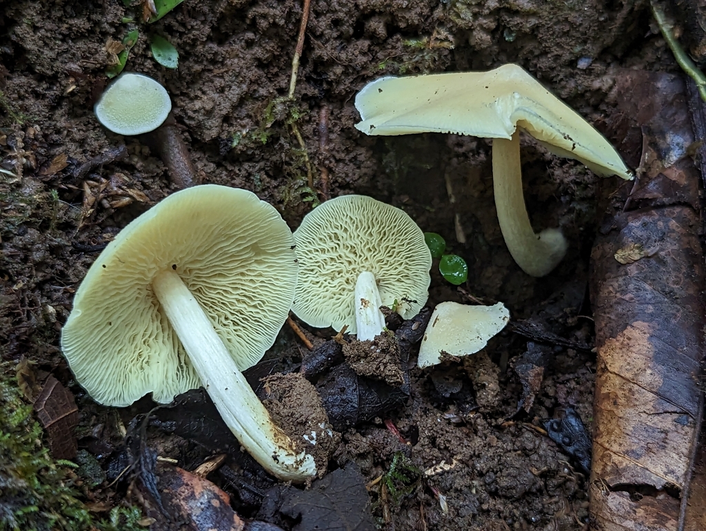 Entoloma murrayi