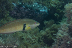 Halichoeres semicinctus