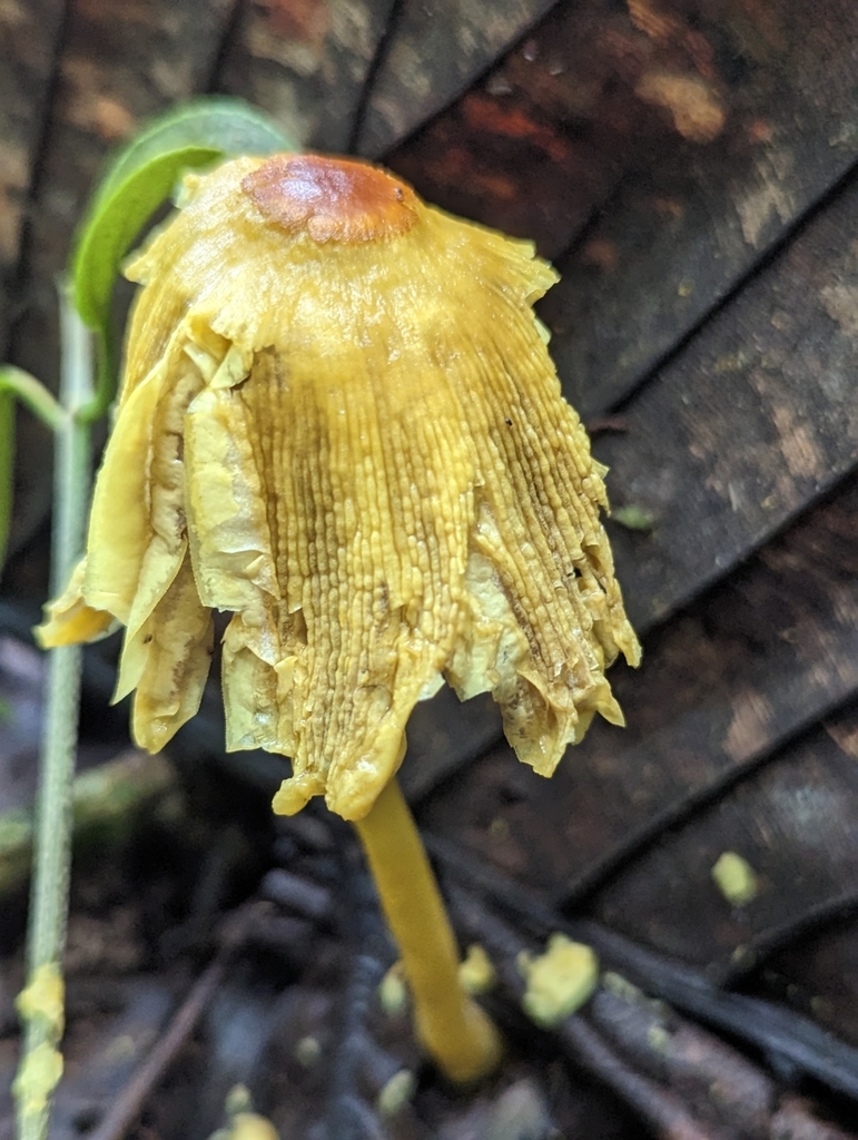 Leucocoprinus brunneoluteus · March 2023 · photo: © alan_rockefeller (iNaturalist, cc-by-sa)