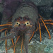 California Spiny Lobster - Photo (c) Randy, some rights reserved (CC BY-NC-ND), uploaded by Randy