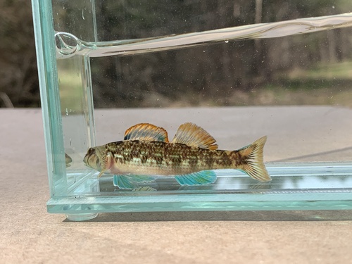Seagreen Darter