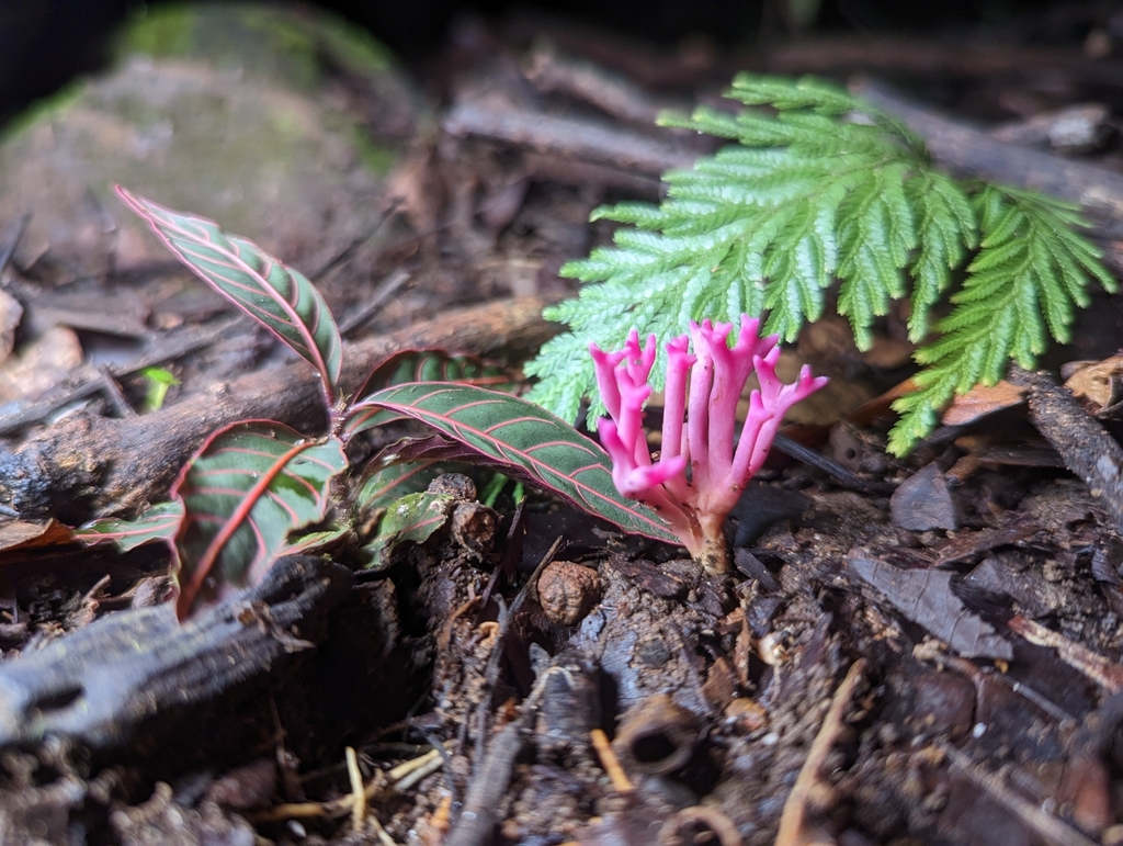 Clavaria schaefferi · March 2023 · photo: © alan_rockefeller (iNaturalist, cc-by-sa)