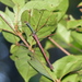 Marmessoidea rubescens - Photo 由 David Bree 所上傳的 (c) David Bree，保留部份權利CC BY-NC