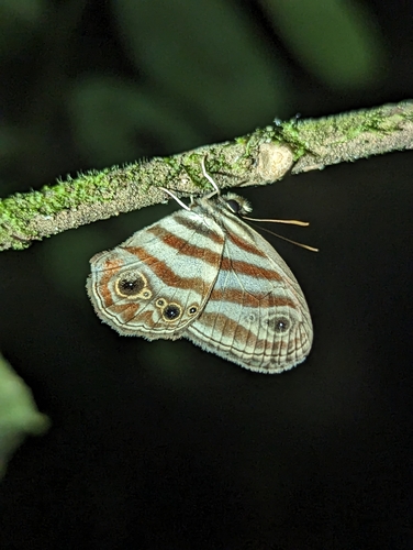 Euptychia picea