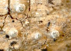 Robergea cubicularis