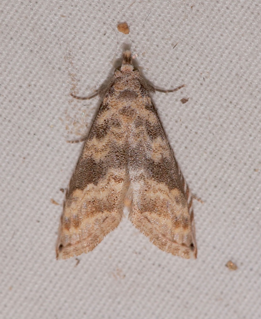 Phobolosia anfracta