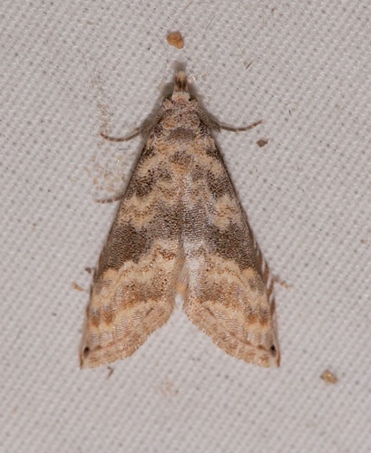 Phobolosia anfracta