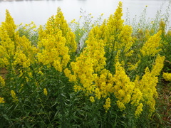 Solidago