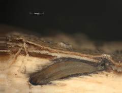 Robergea cubicularis