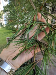 Pinus bungeana