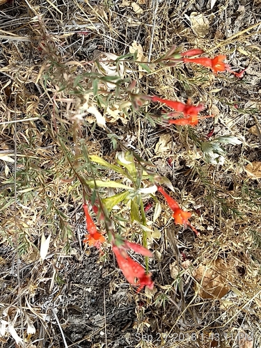 iNaturalist observation photo of California fuchsia