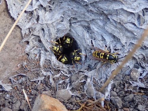 iNaturalist observation photo of Prairie Yellowjacket