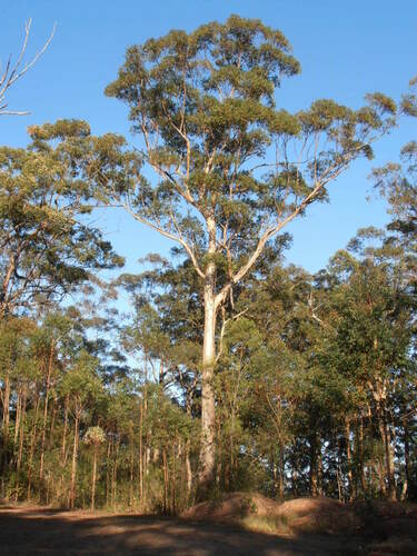 Eucalyptus pilularis