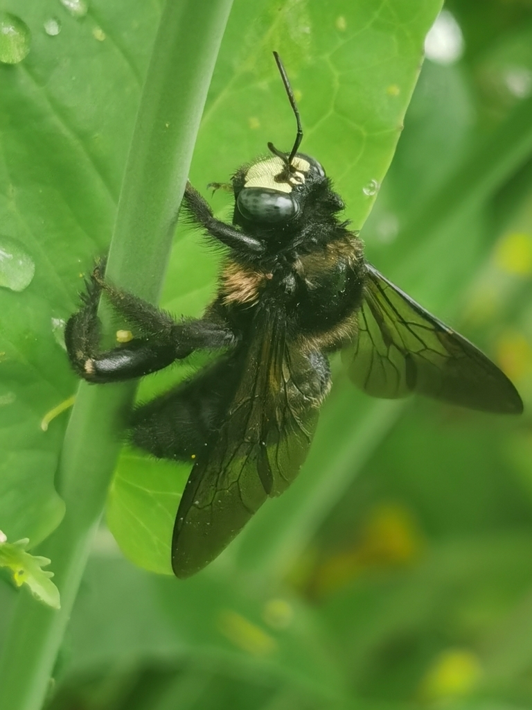 Hoploxylocopa