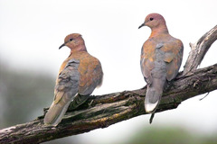 Laughing Dove photo 6