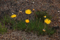 Ursinia tenuifolia