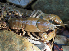 Cambarus bartonii cavatus