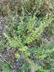Clinopodium carolinianum