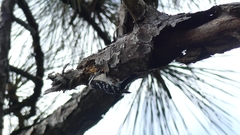 Dryobates pubescens pubescens