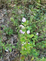 Clinopodium carolinianum