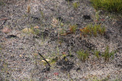 Geochloa rufa