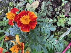 Tagetes erecta image