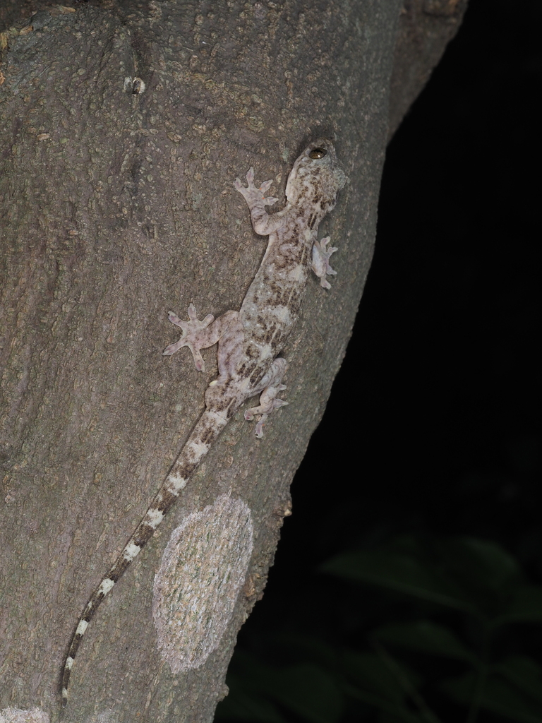 Chinese Narrow-disked Gecko from 中國珠海市香洲區淇澳島 邮政编码: 519080 on May 07 ...