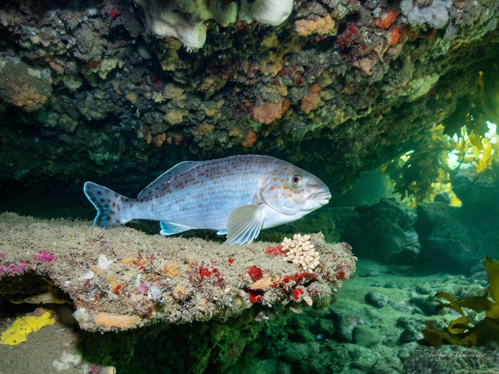 Dusky Morwong from Port Phillip Bay, Beaumaris VIC 3193, Australia on ...