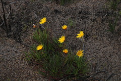 Ursinia tenuifolia