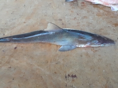 Rhizoprionodon longurio