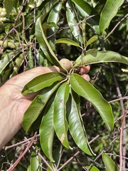 Manilkara chicle, photograph (c) Mark Richman, some rights reserved (CC BY)