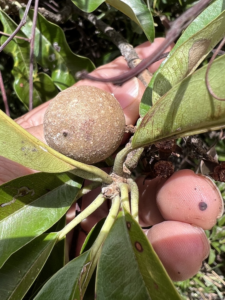 chicle from Calle Bajo Potrero, Cañas, Guanacaste, CR on February 1