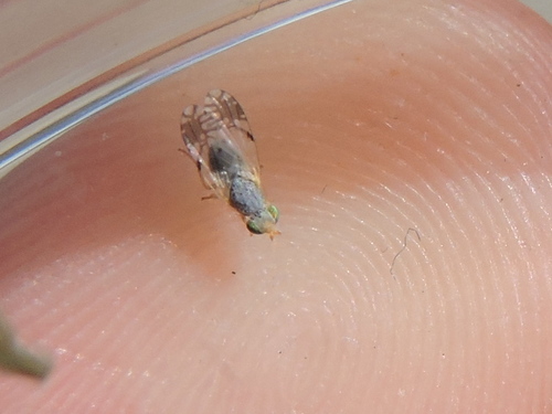 Marigold Fruit Fly photo 3