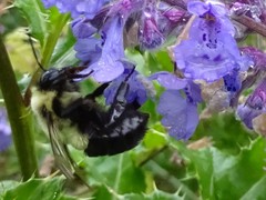 Bombus impatiens