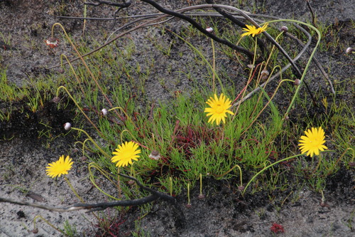 Image of Ursinia tenuifolia by (c) Tony Rebelo, some rights reserved (CC BY-SA)