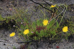 Ursinia tenuifolia