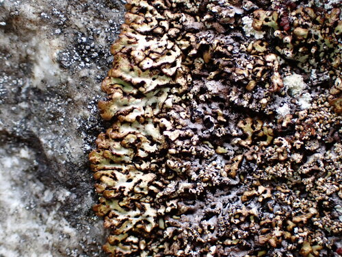 Menegazzia castanea