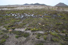 Ursinia tenuifolia