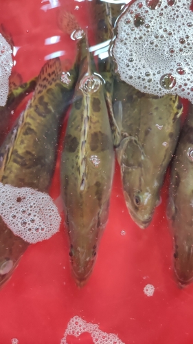 Chinese bass (Siniperca chuatsi) — Sinipercidae — 4