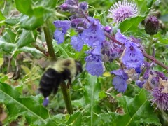 Bombus impatiens