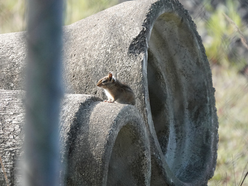 Townsend's Chipmunk, Port Orford, OR 97465, USA, photo 7 of 10