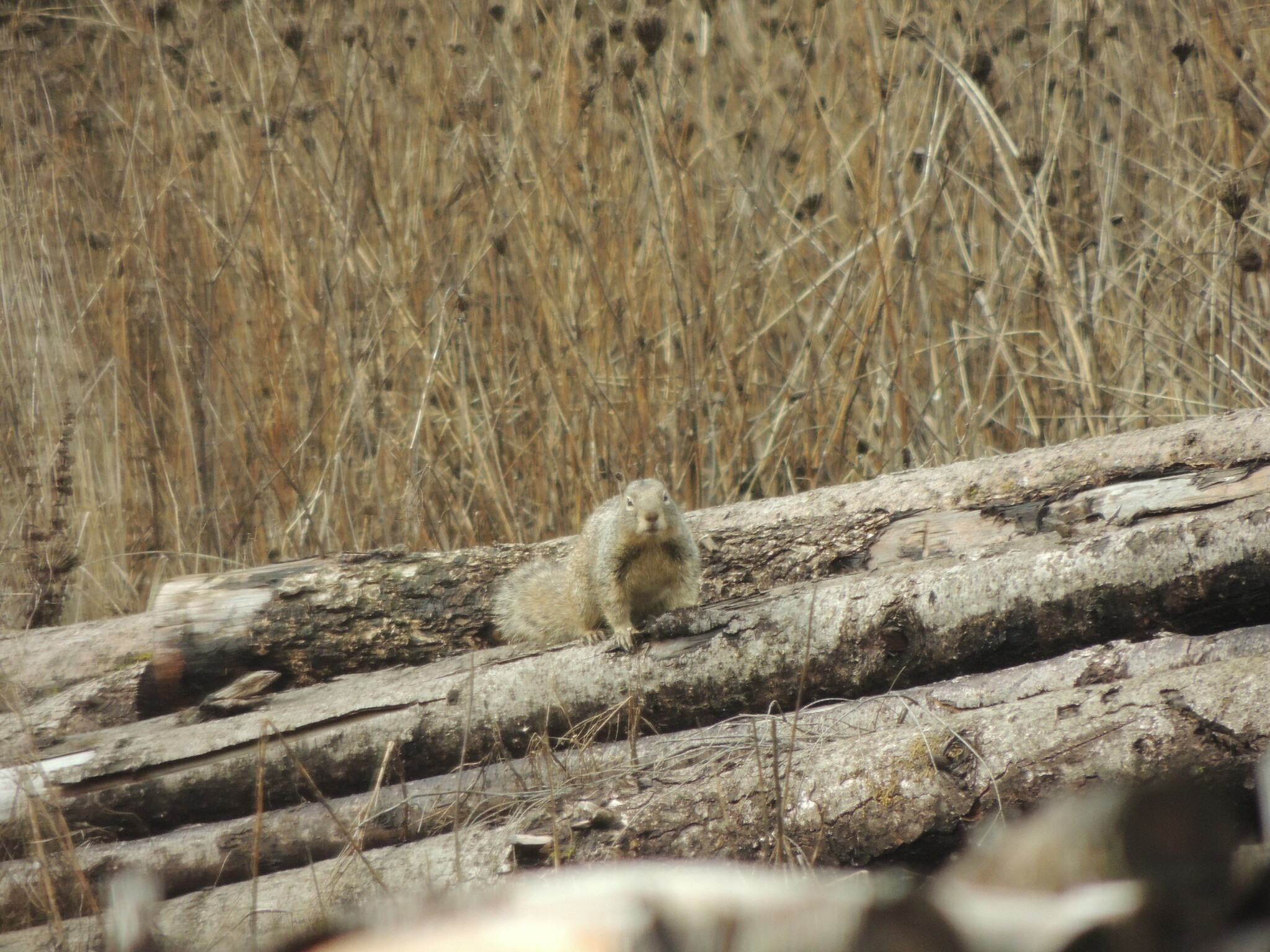 Otospermophilus beecheyi douglasii (Richardson, 1829)