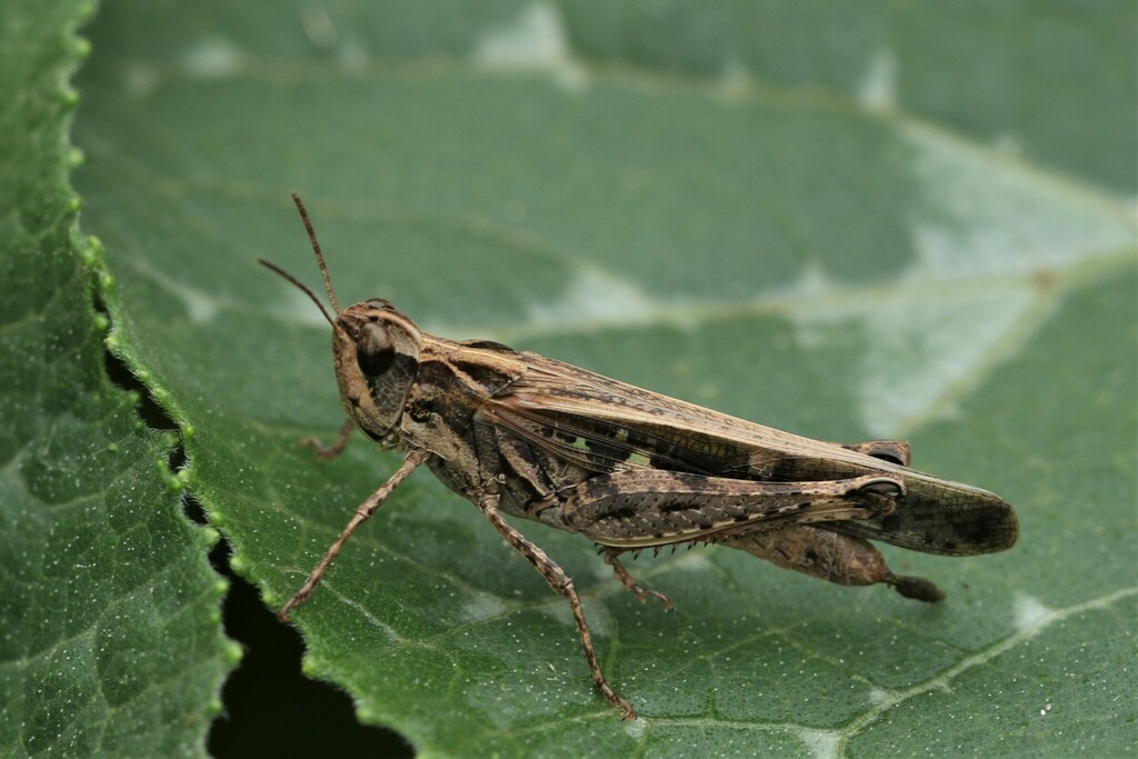 Aiolopus meruensis
