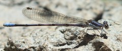 Argia hinei