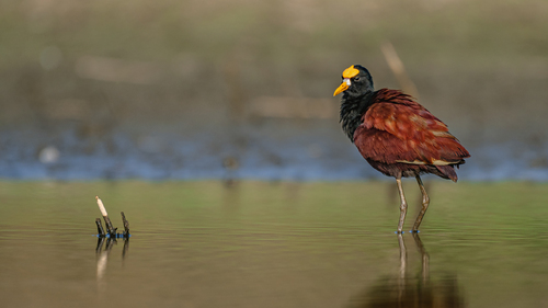 Jacana Centroamericana (Jacana spinosa)