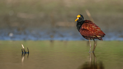 Northern Jacana photo 1