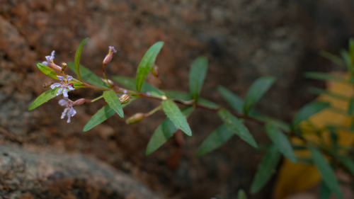 Cuphea utriculosa
