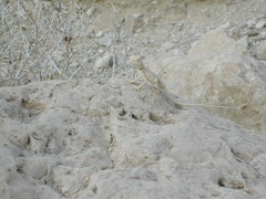 Pseudotrapelus sinaitus